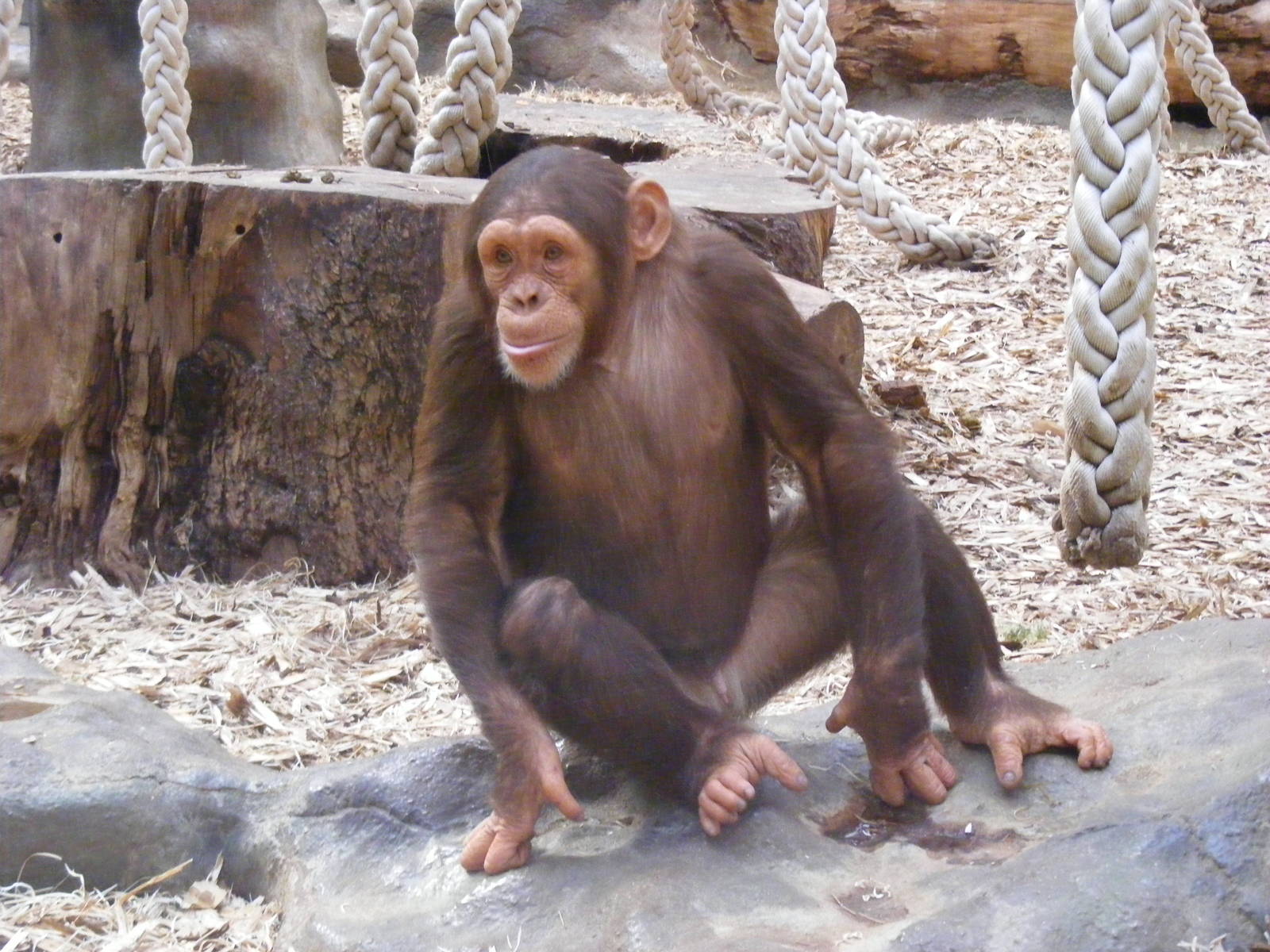 Tumba the chimp in Chimp World exhibit at Colchester Zoo, 28 August 2009