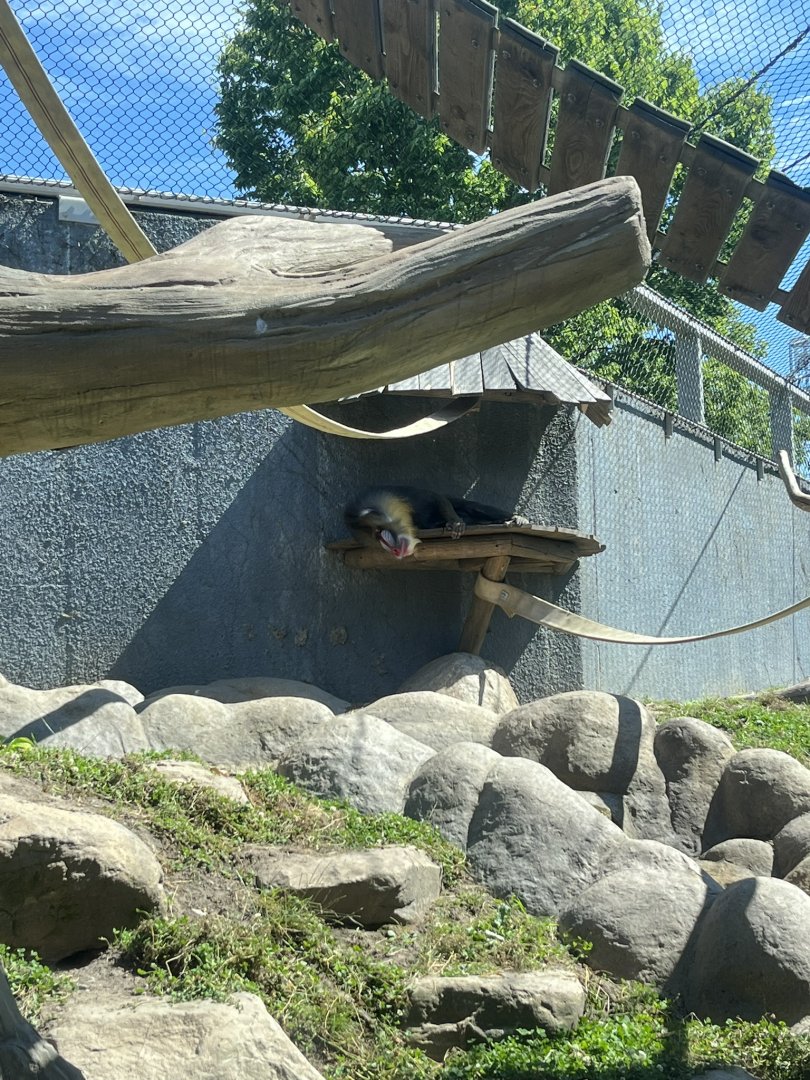 Tumbili(I believe) the Mandrill sleeping in the shade