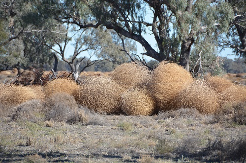 Tumble weed  2