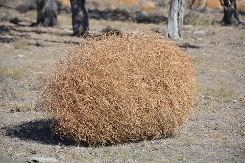 Tumble weed.