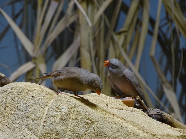 Tumpeter finch (Bucanetes githagineus)