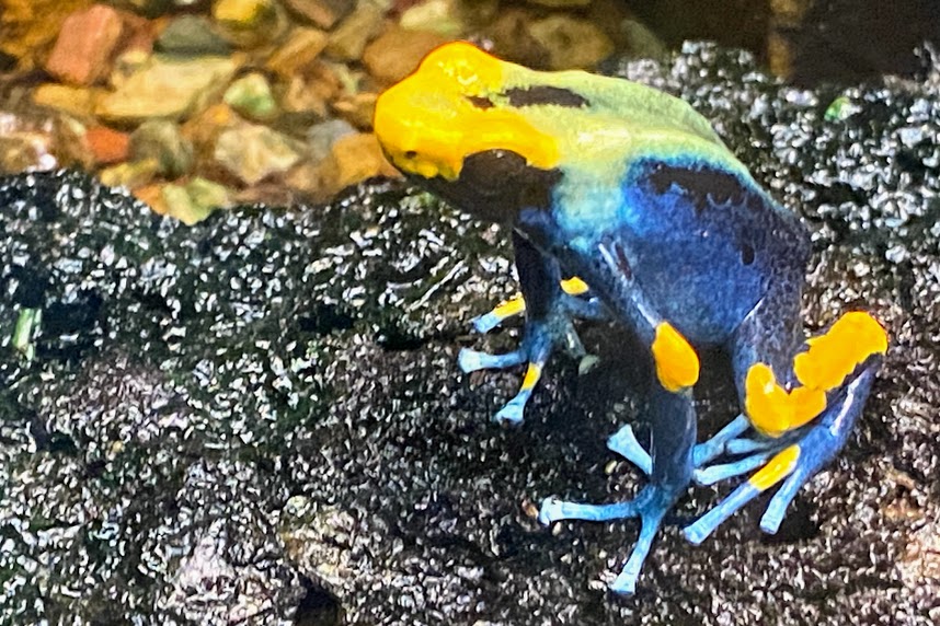 Tumucumaque Poison Frog
