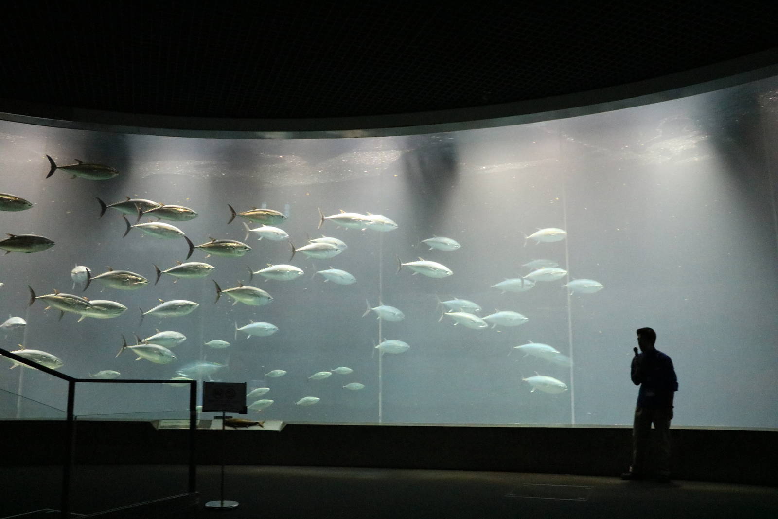 Tuna run - Tokyo Sea Life Park, February 2016