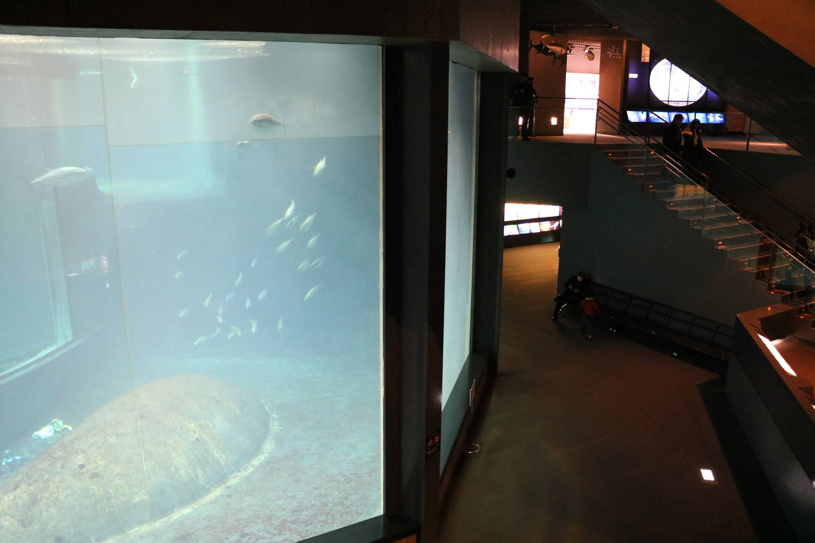 Tuna tank viewing window - Tokyo Sea Life Park, February 2016