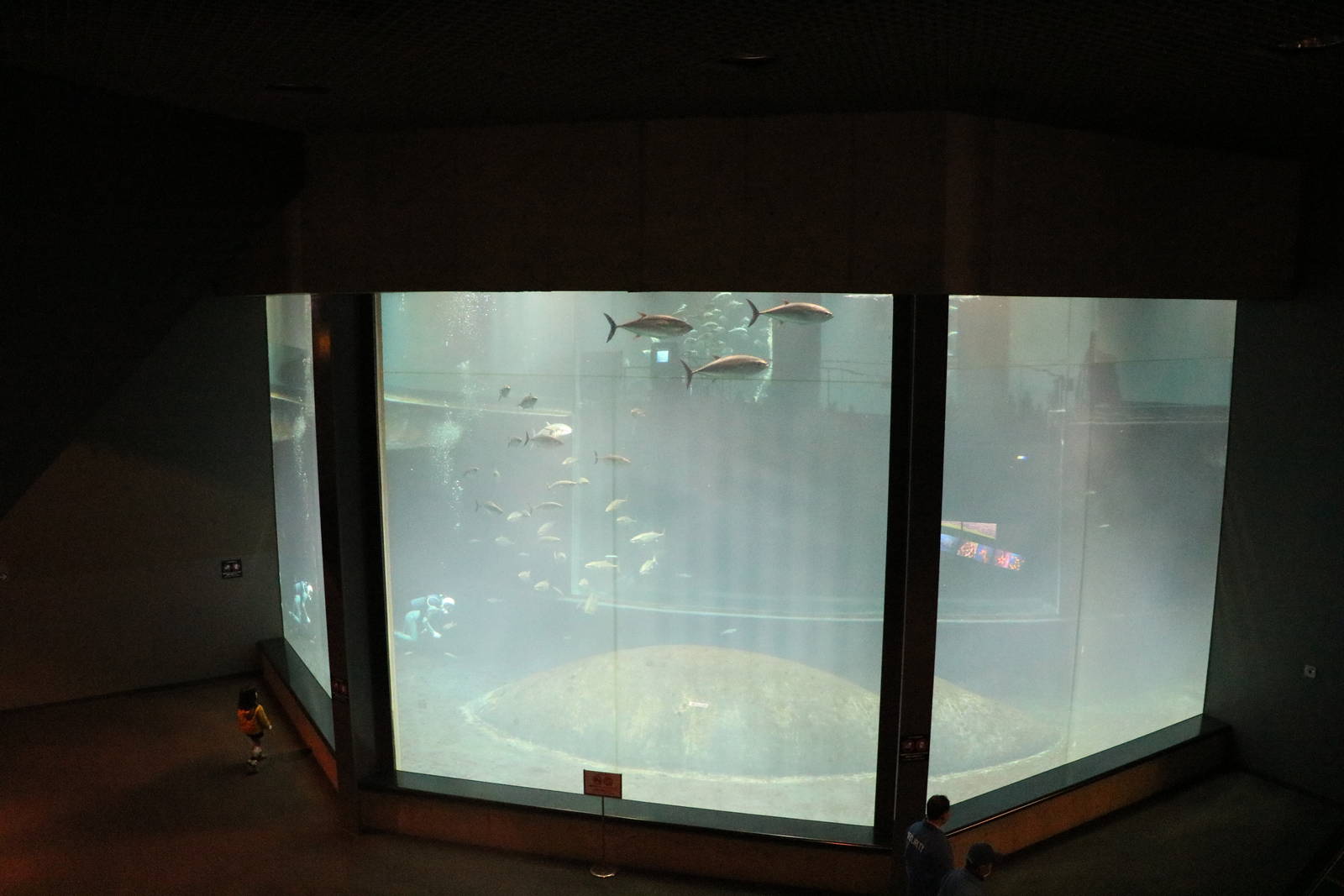 Tuna viewing windows - Tokyo Sea Life Park, February 2016
