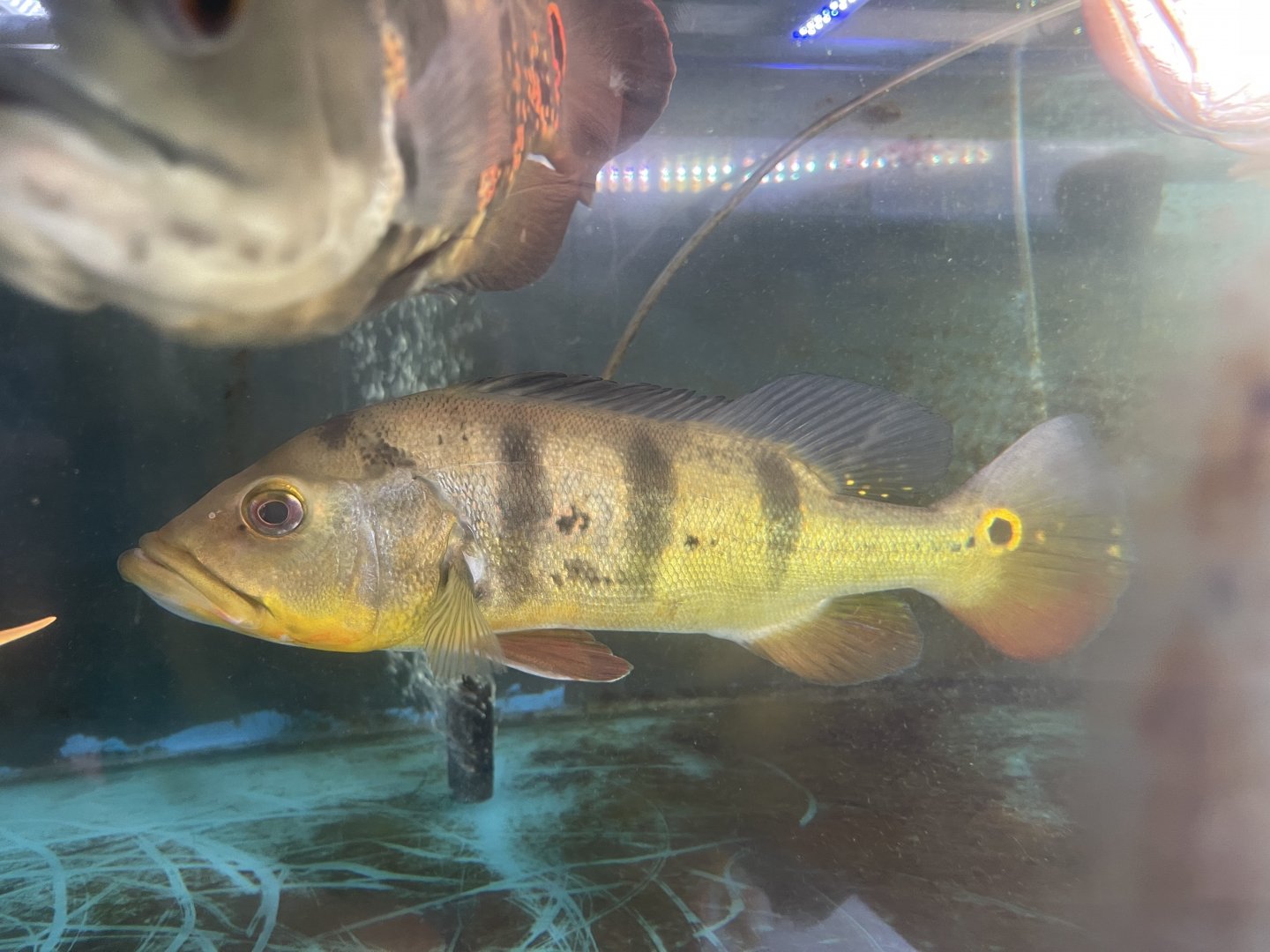 tunacare peacock bass (cichla monoculus) (1)