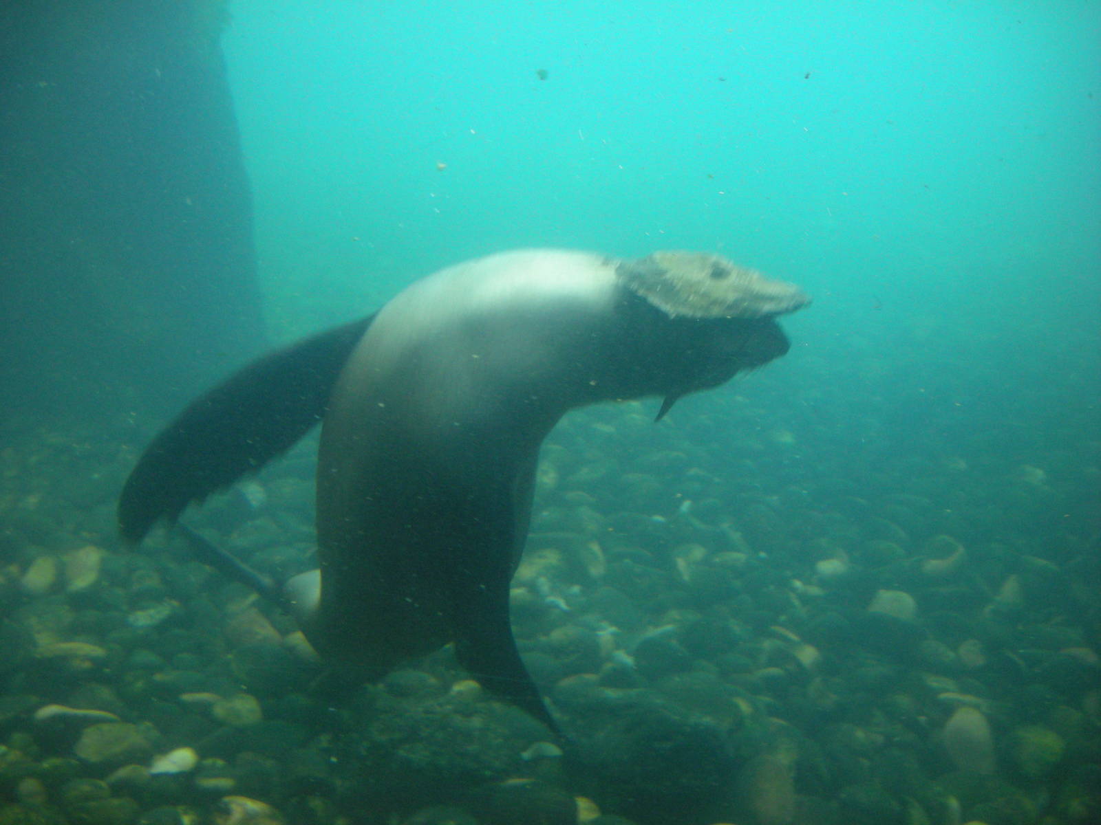Tunanta (South American Fur Seal) Playing