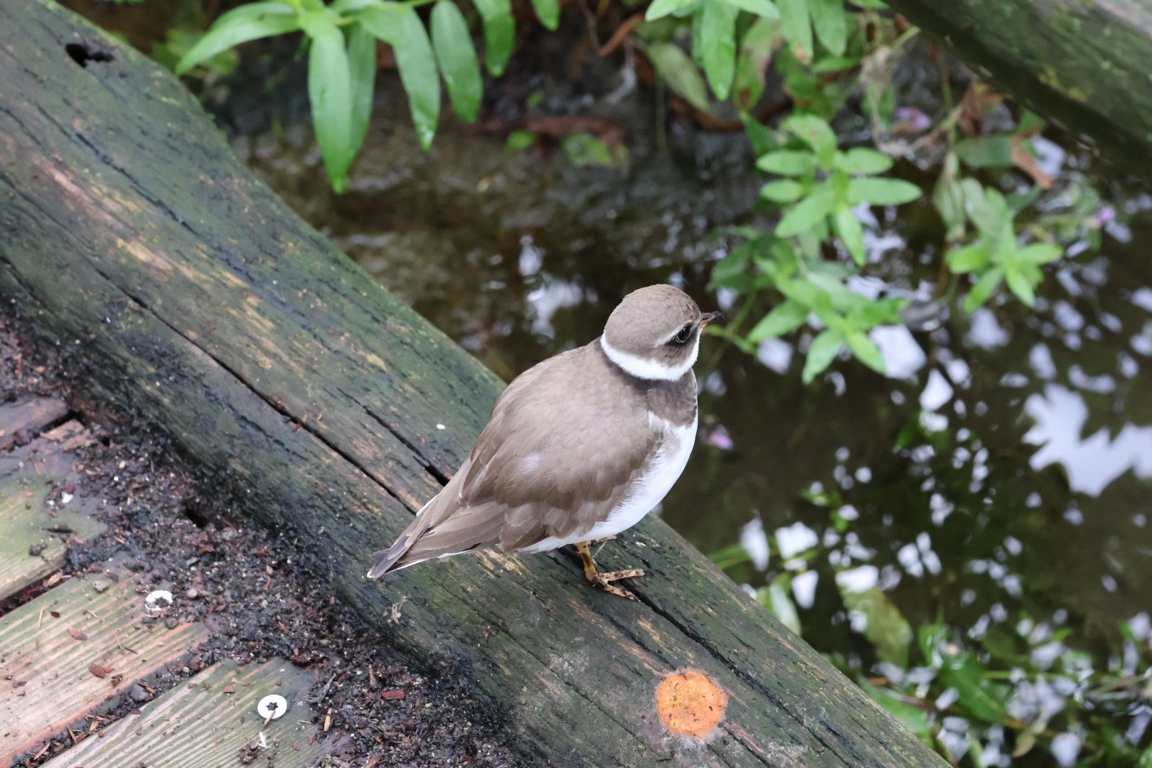 Tundra aviary - Common ringed plover (Charadrius hiaticula)