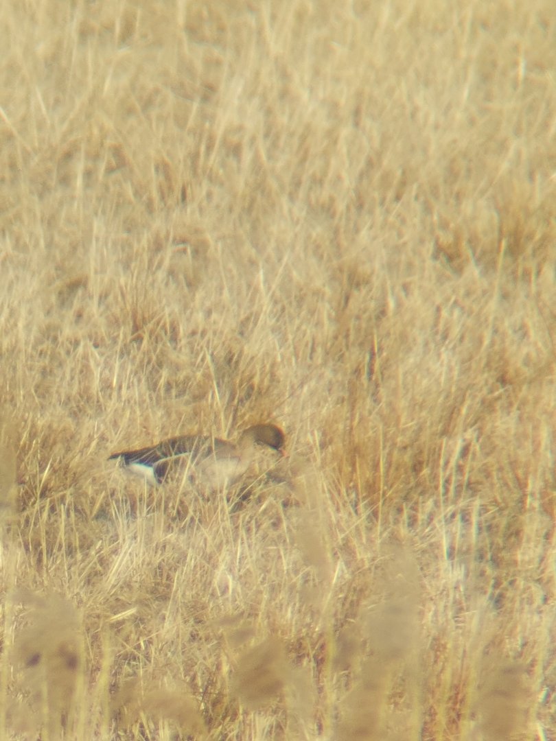 Tundra bean goose - Anser serrirostris rossicus