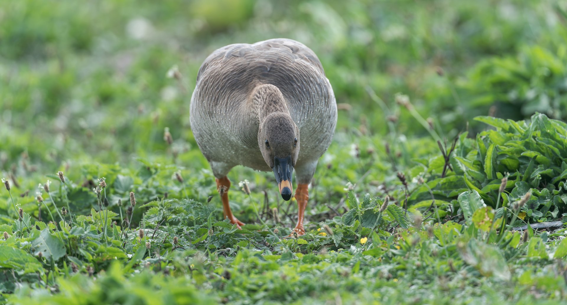 Tundra Bean Goose (wild) UK