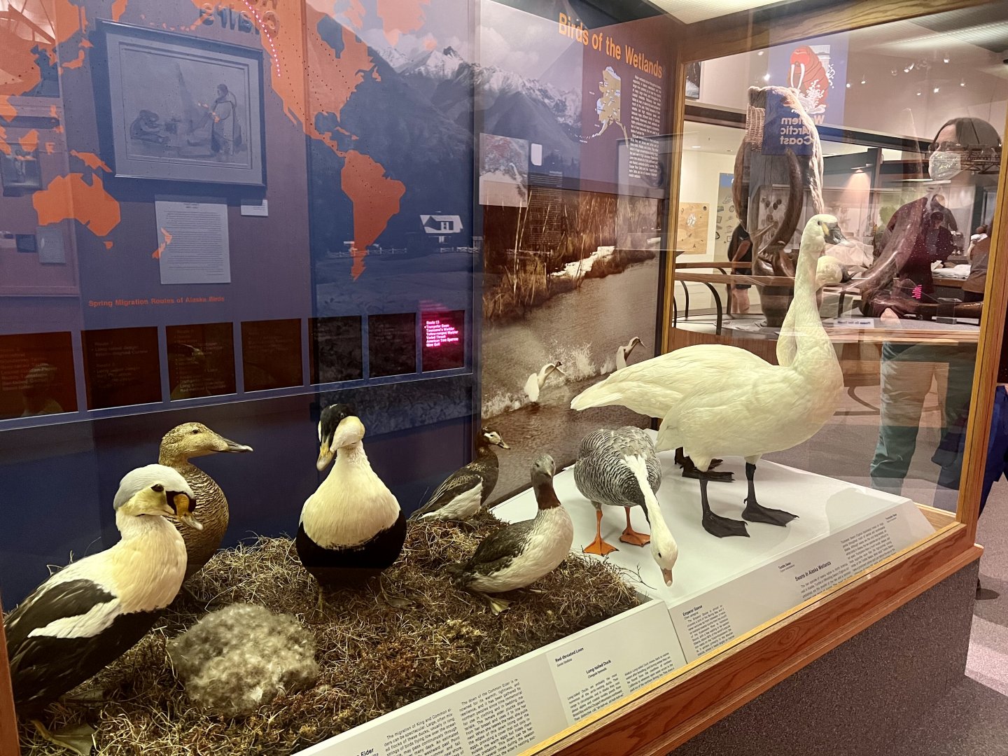Tundra Birds of South-west Alaska