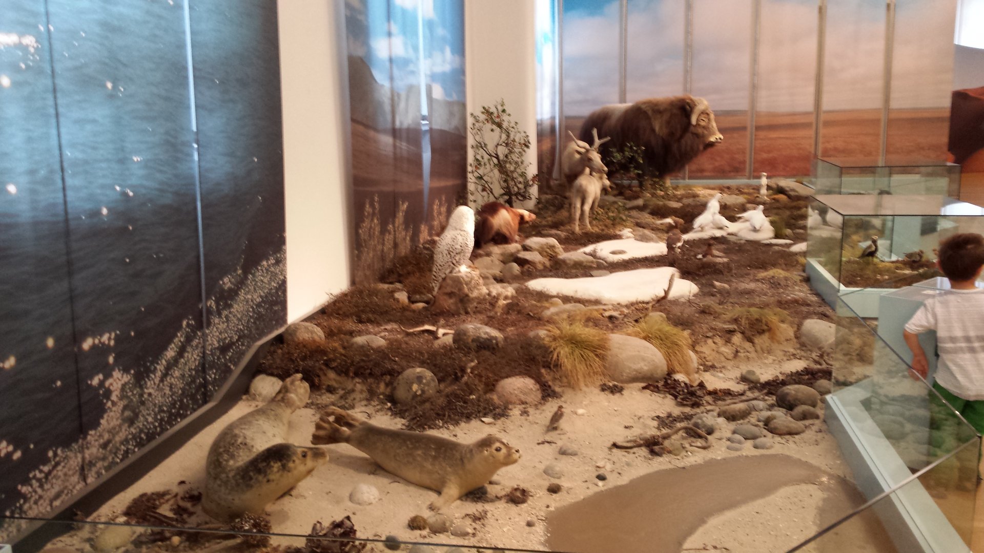 Tundra diorama, Another view