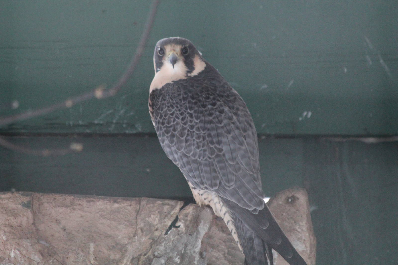 Tundra Peregrine Falcon - Nov 2012