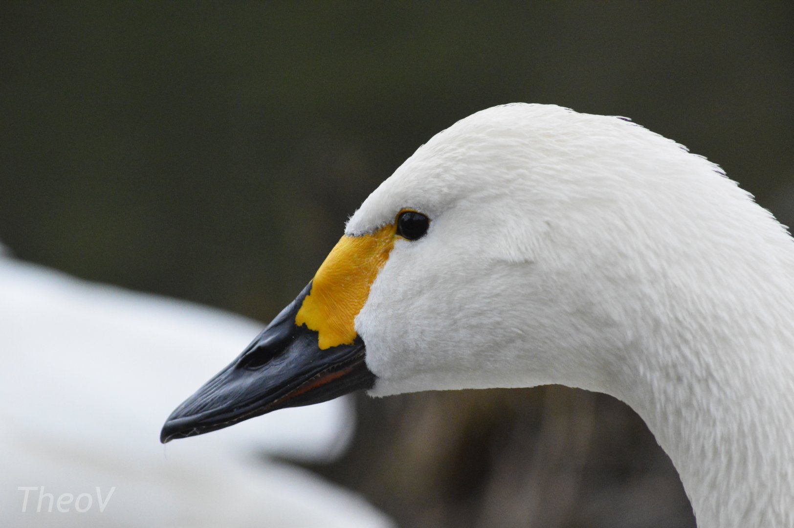 Tundra swan [2018]