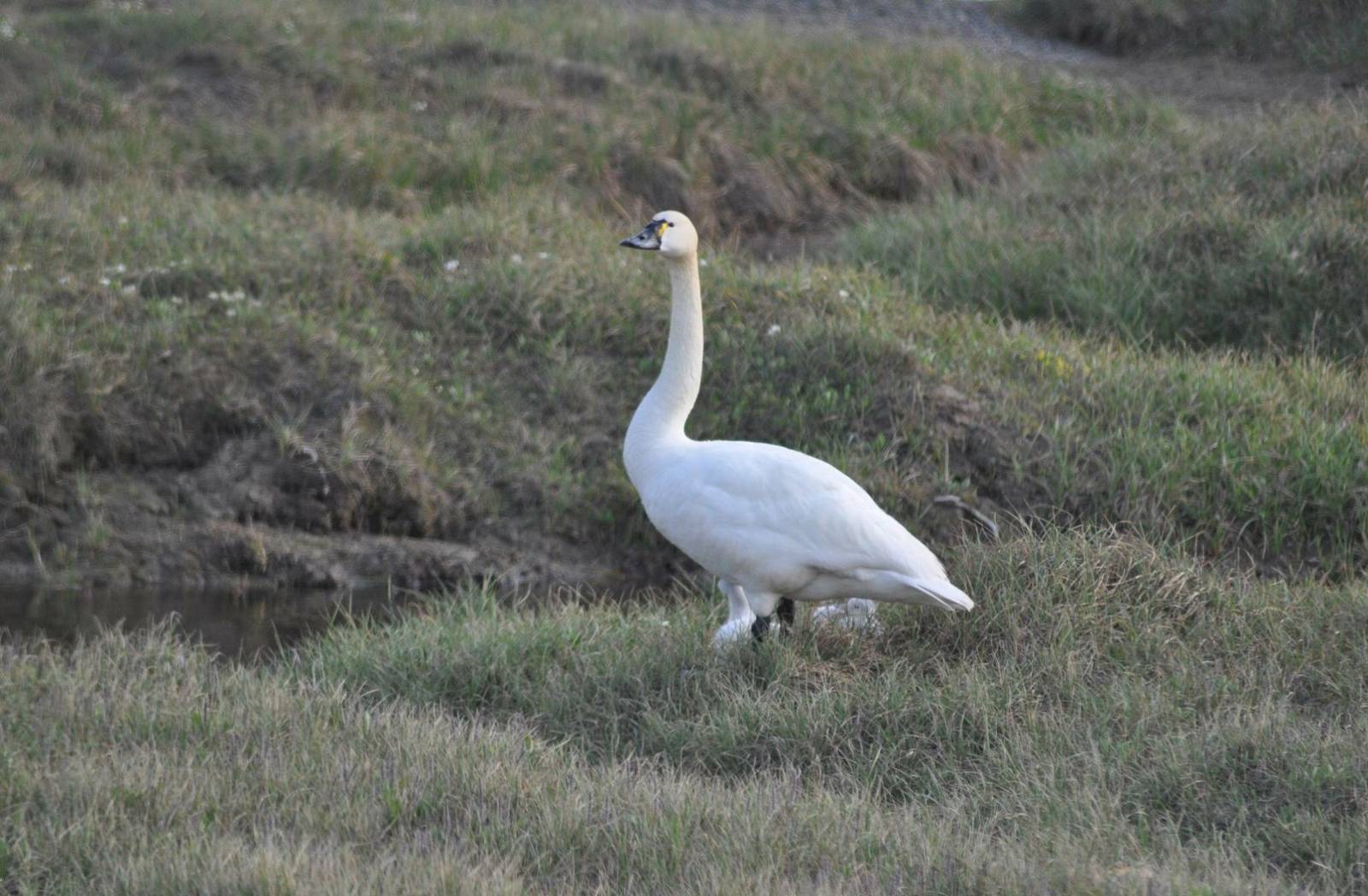 Tundra Swan - Alaska
