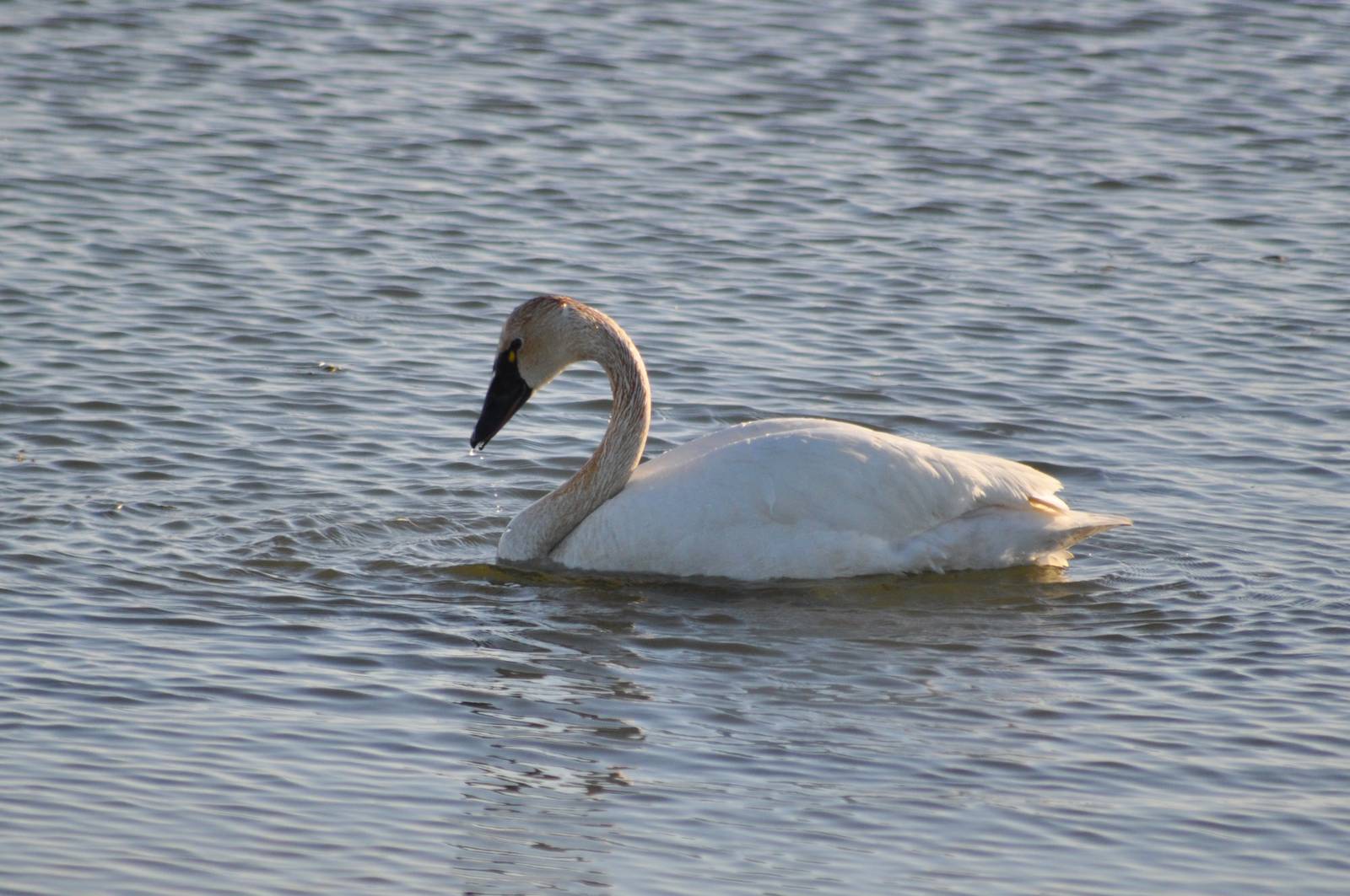 Tundra Swan - Alaska