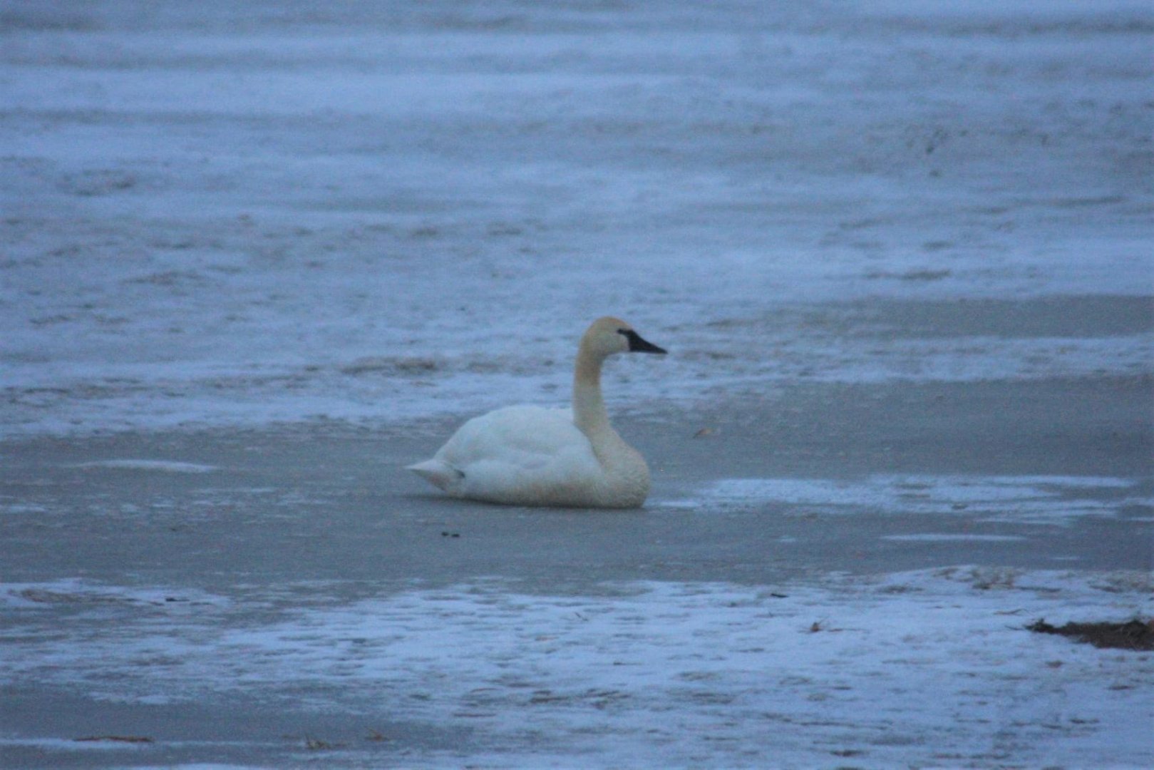 Tundra Swan - Alaska