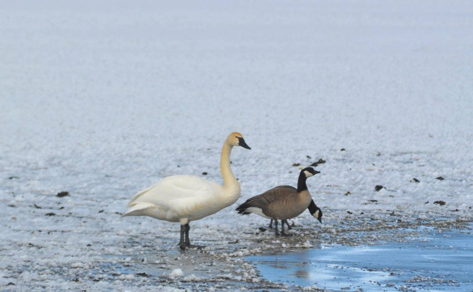 Tundra Swan and Cackling Geese - Alaska
