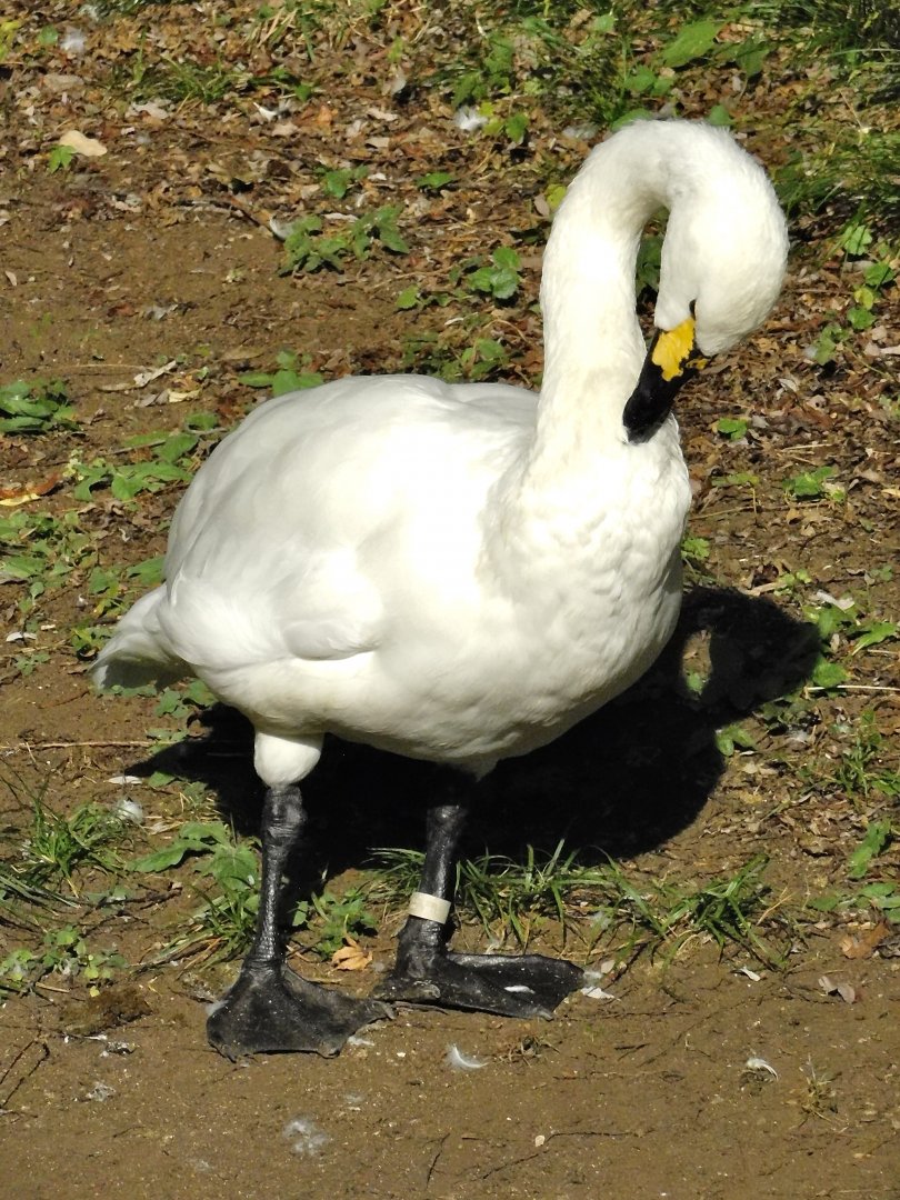 Tundra Swan (Cygnus columbianus) October 18, 2025