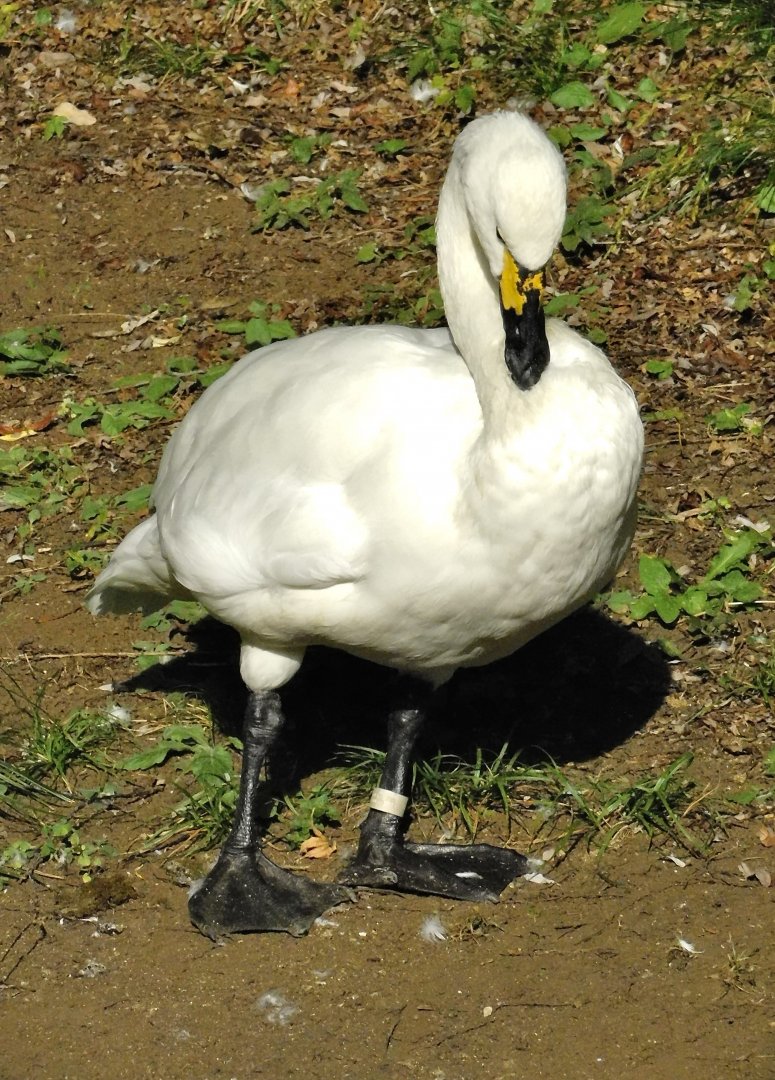 Tundra Swan (Cygnus columbianus) October 18, 2025