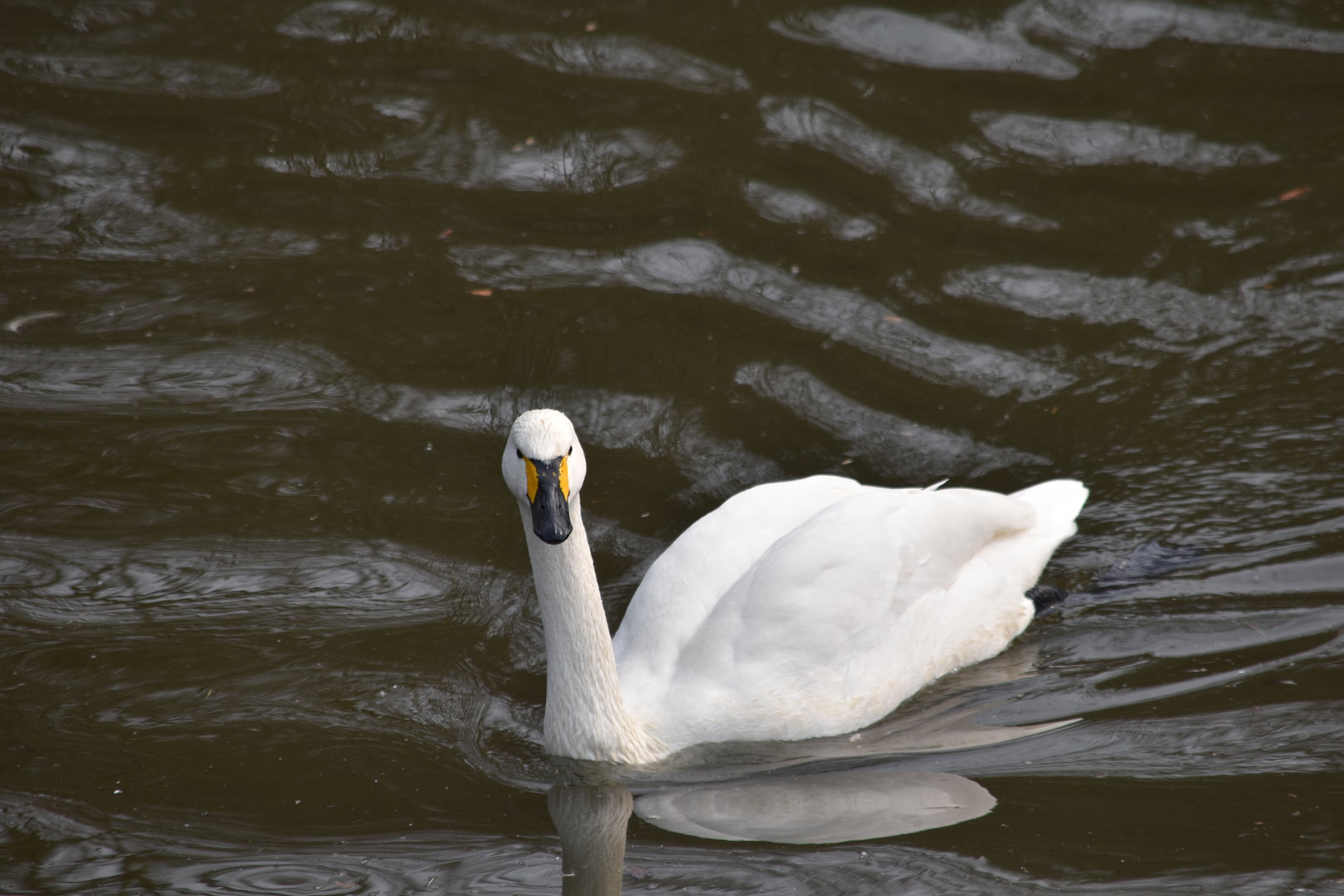 tundra swan (Cygnus columbianus)