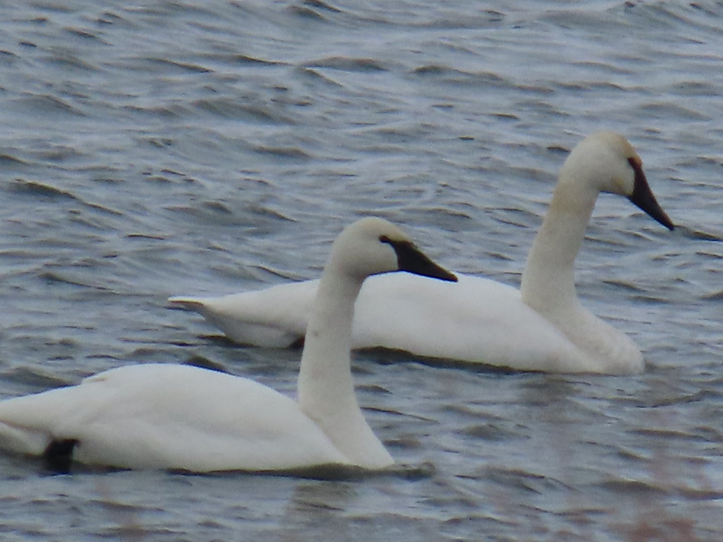 Tundra Swan (Cygnus columbianus)