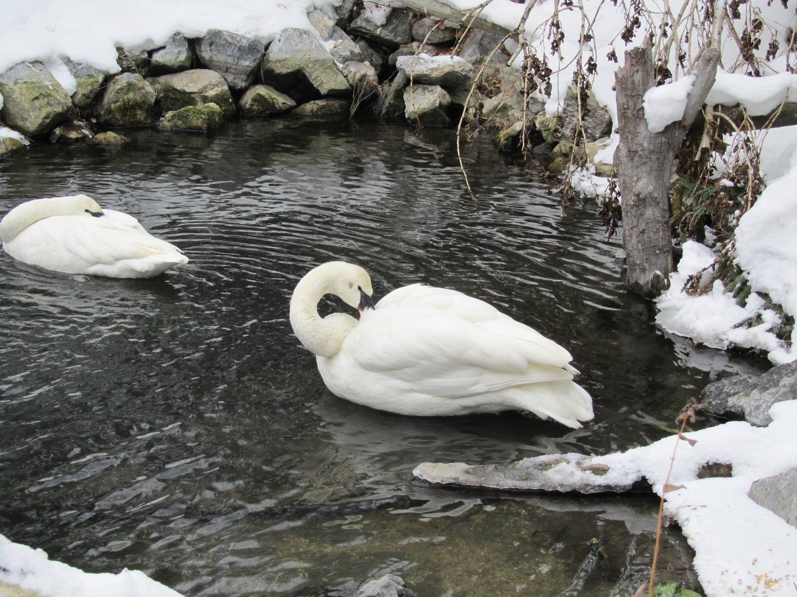 Tundra Swan Dec 26