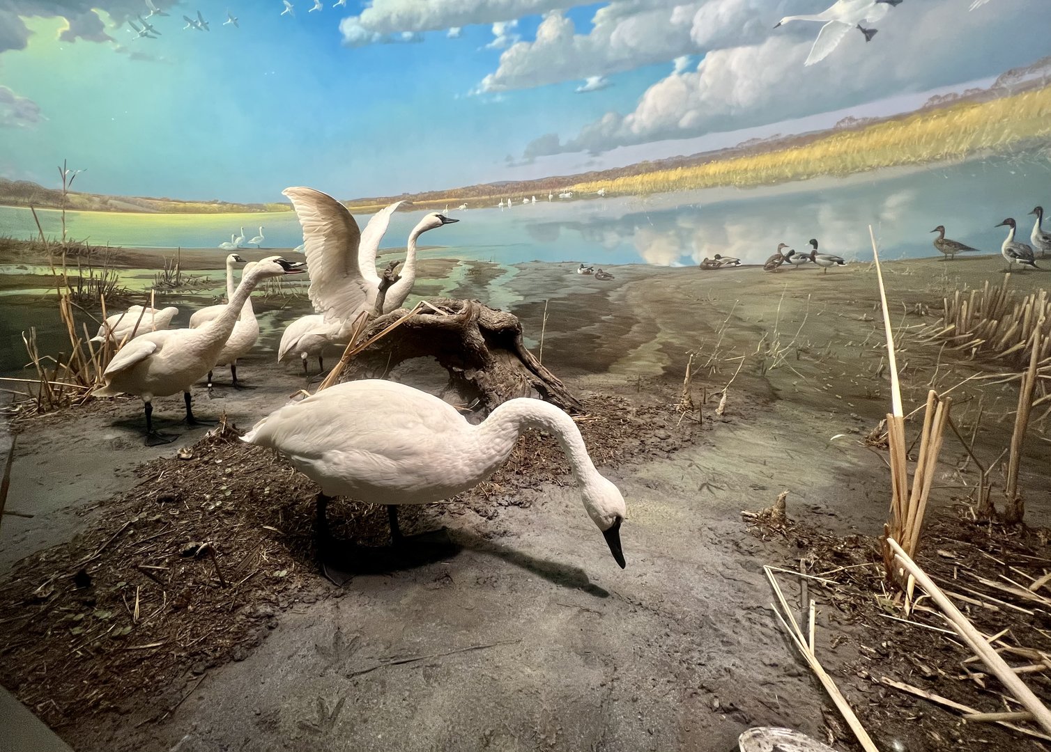 Tundra Swan Diorama