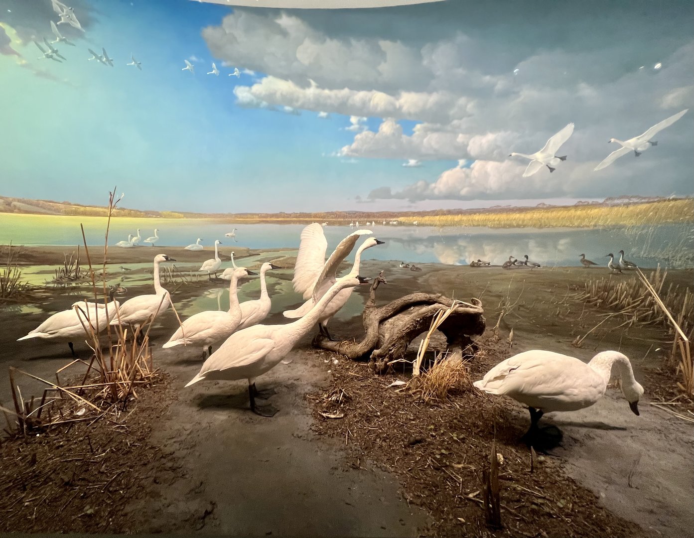 Tundra Swan Diorama