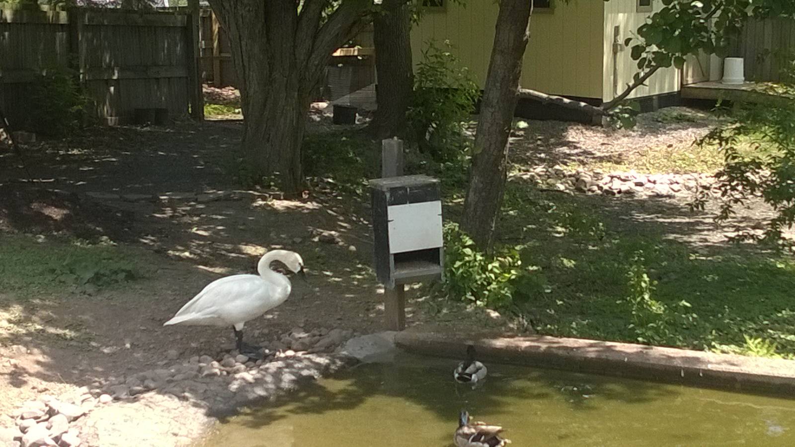 Tundra Swan Pond