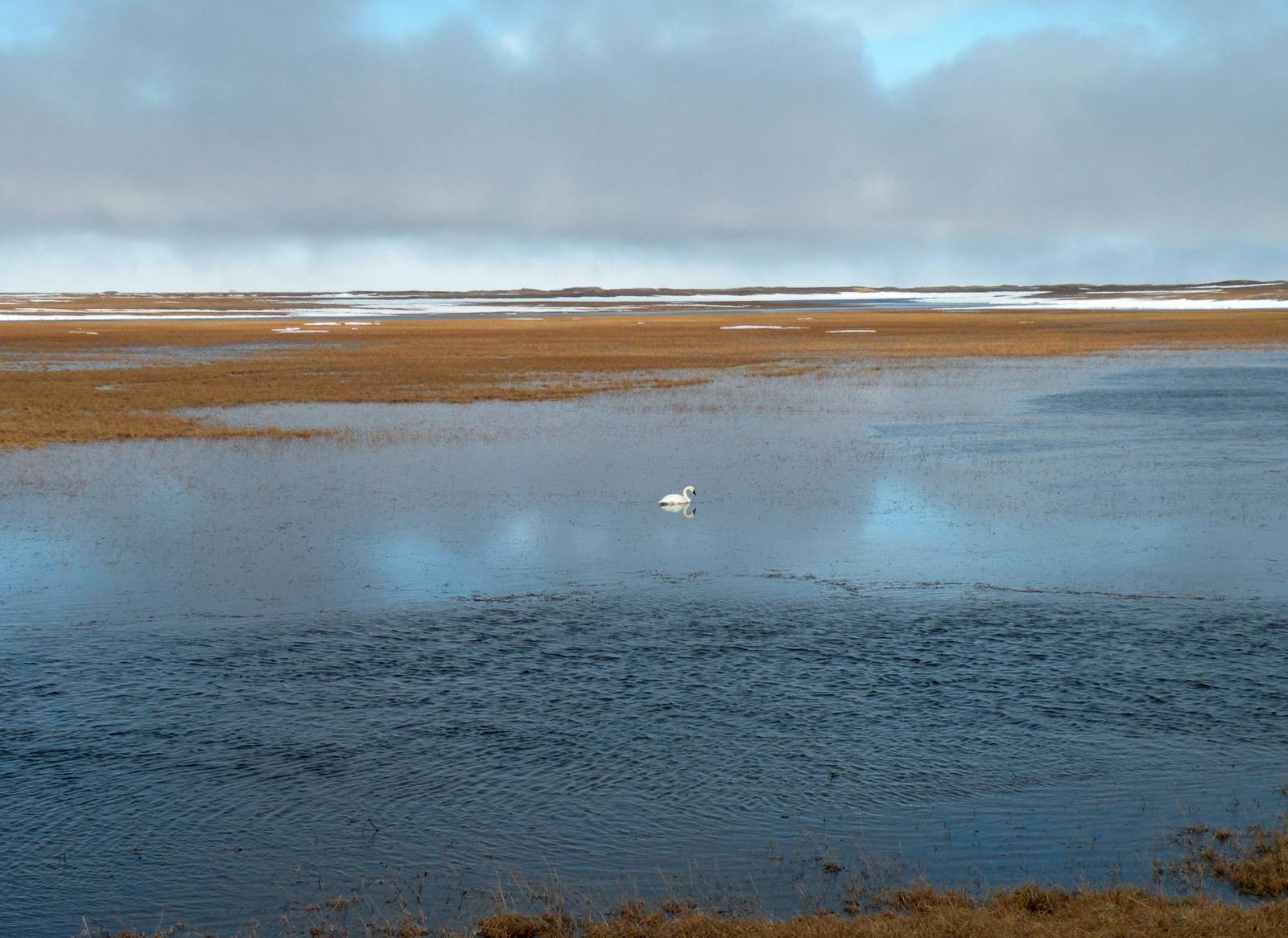 Tundra Swan