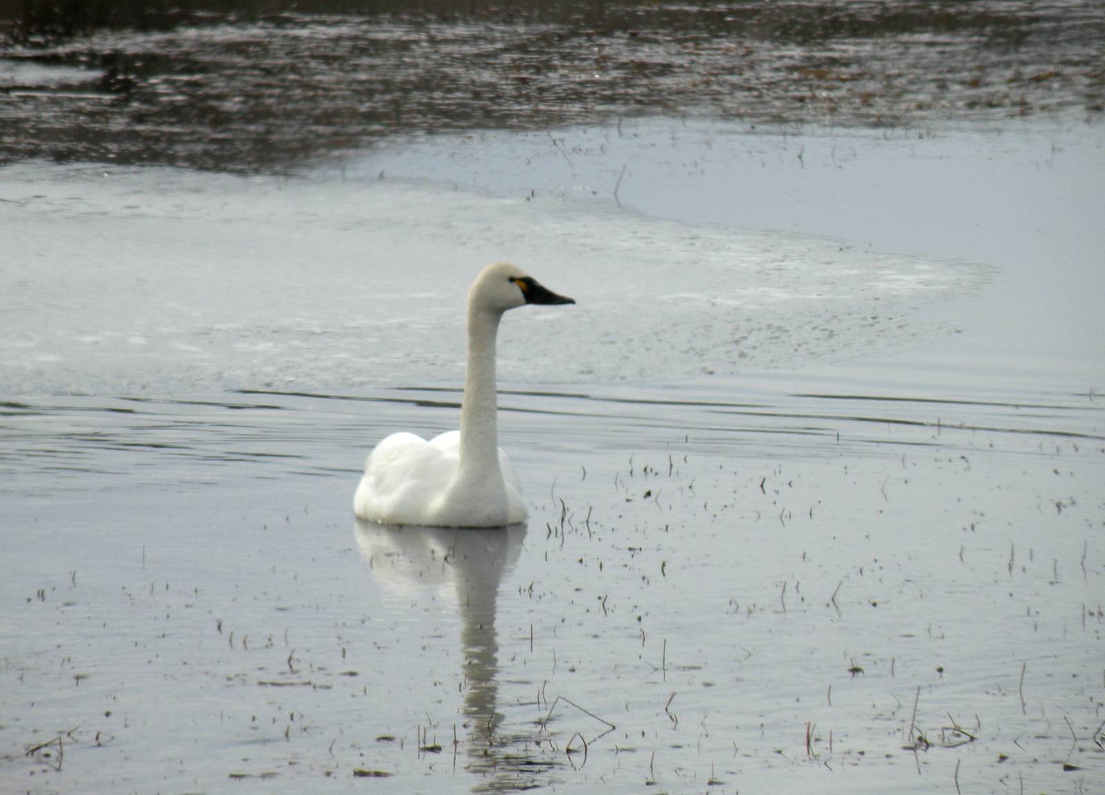 Tundra Swan
