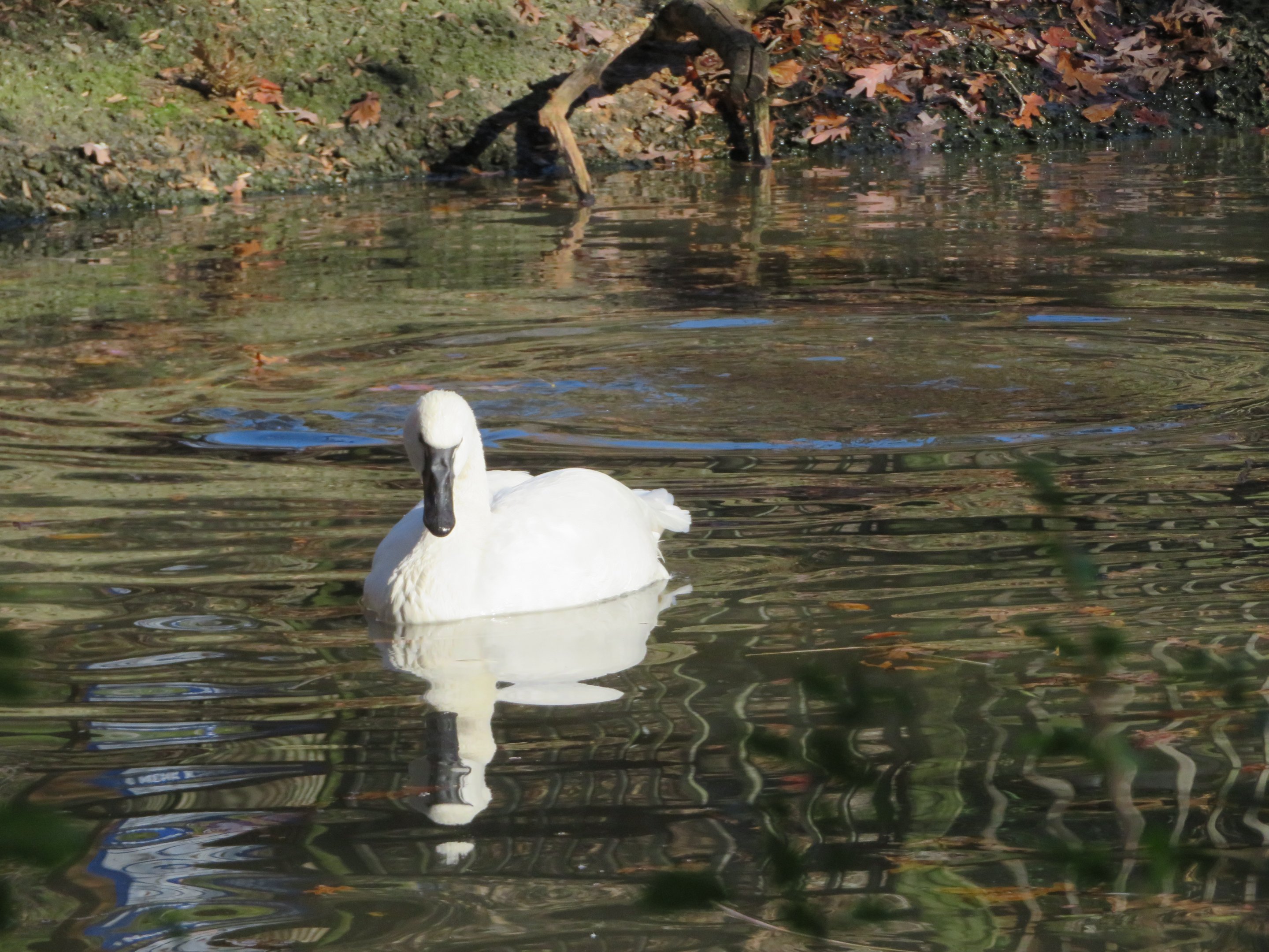 Tundra Swan