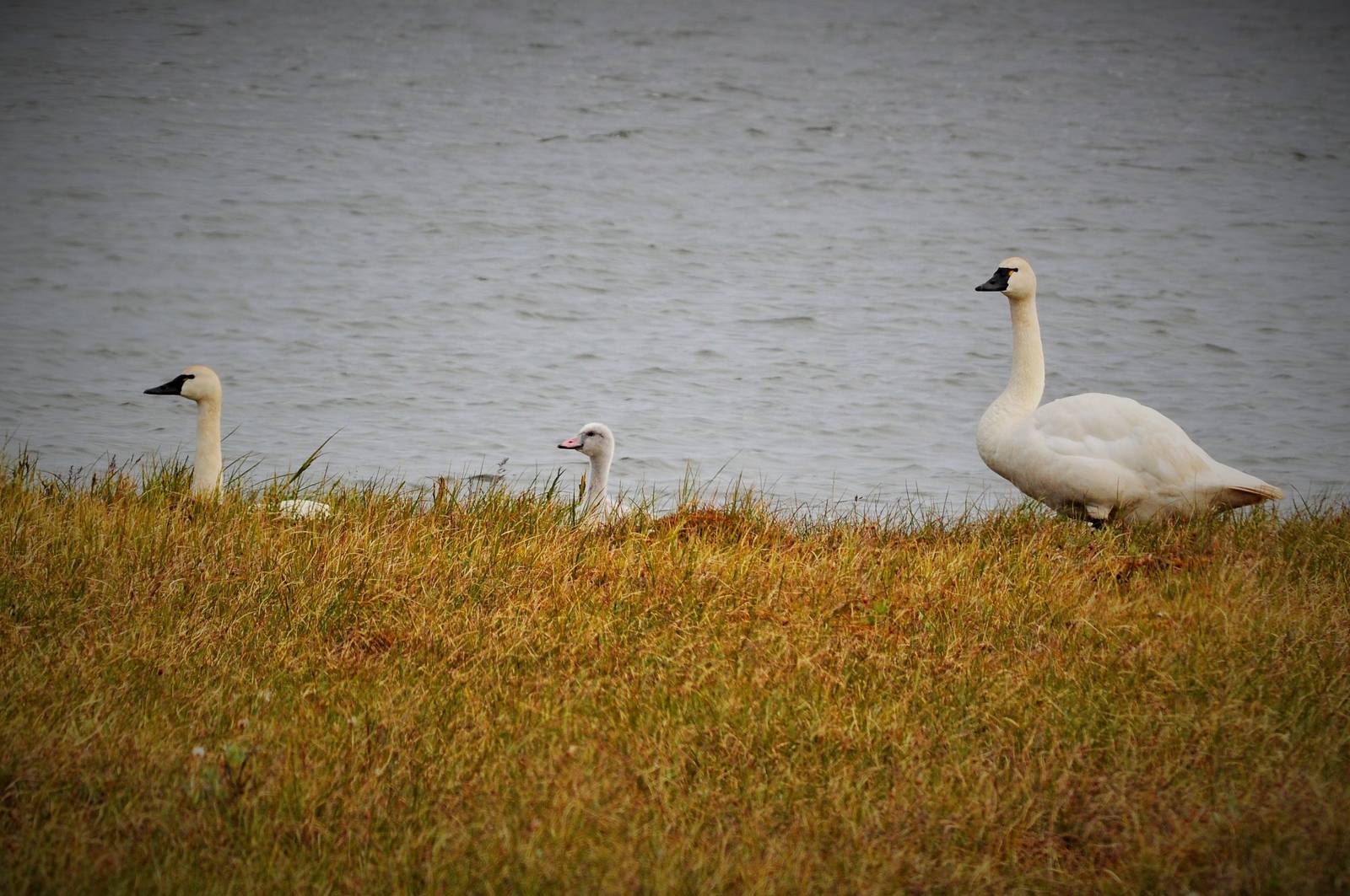 Tundra Swans - Alaska