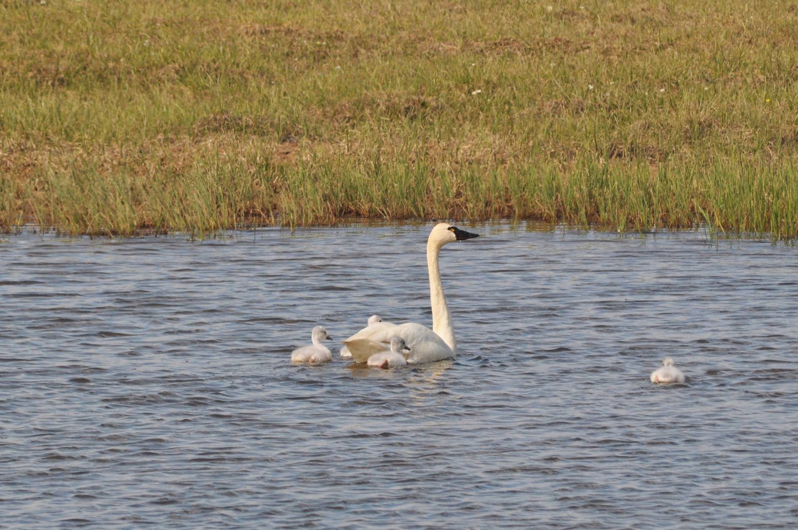 Tundra Swans - Alaska