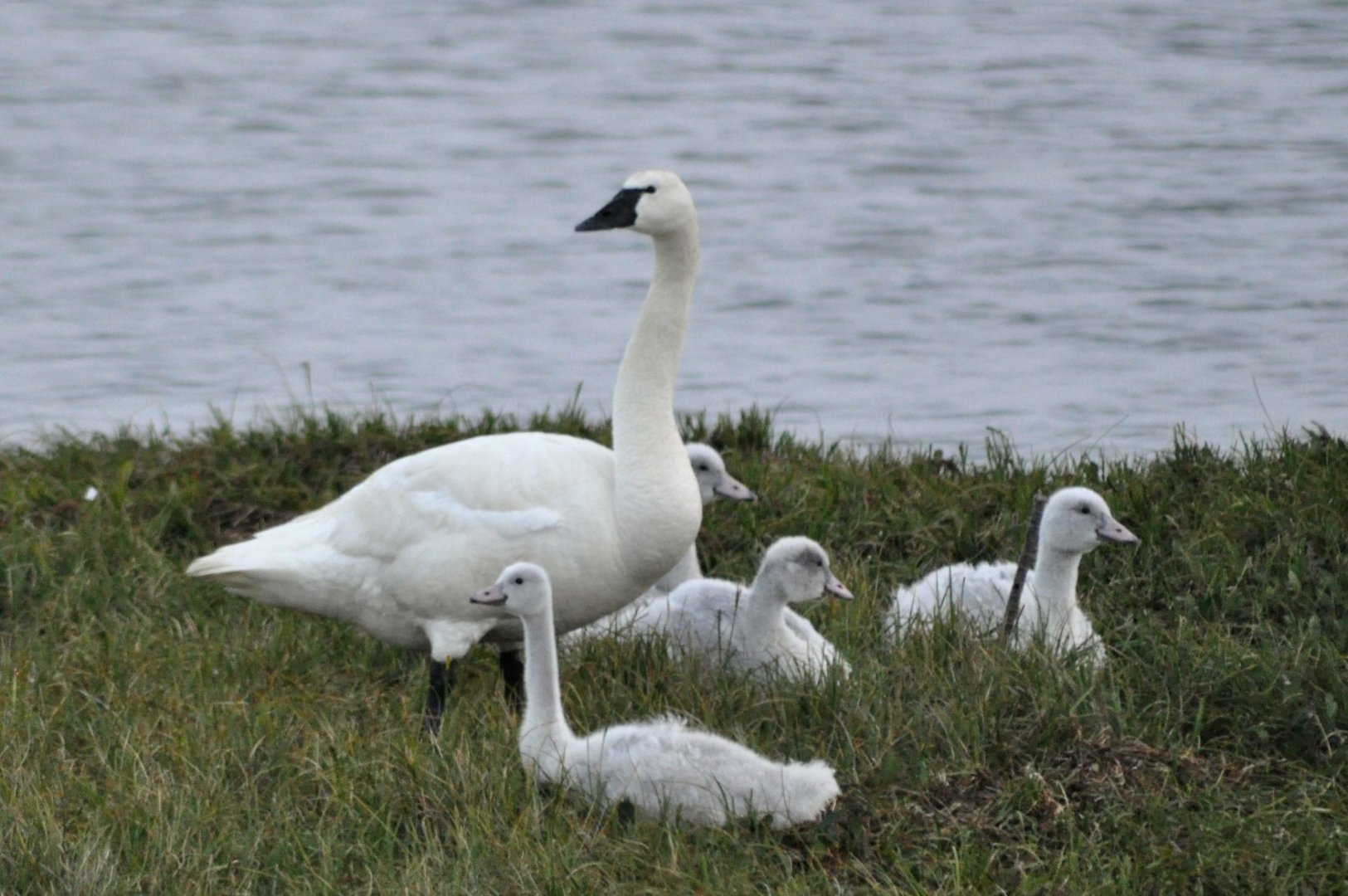 Tundra Swans - Alaska