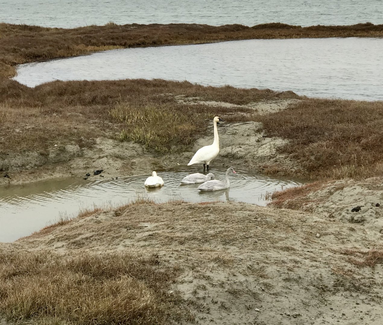 Tundra Swans - Alaska