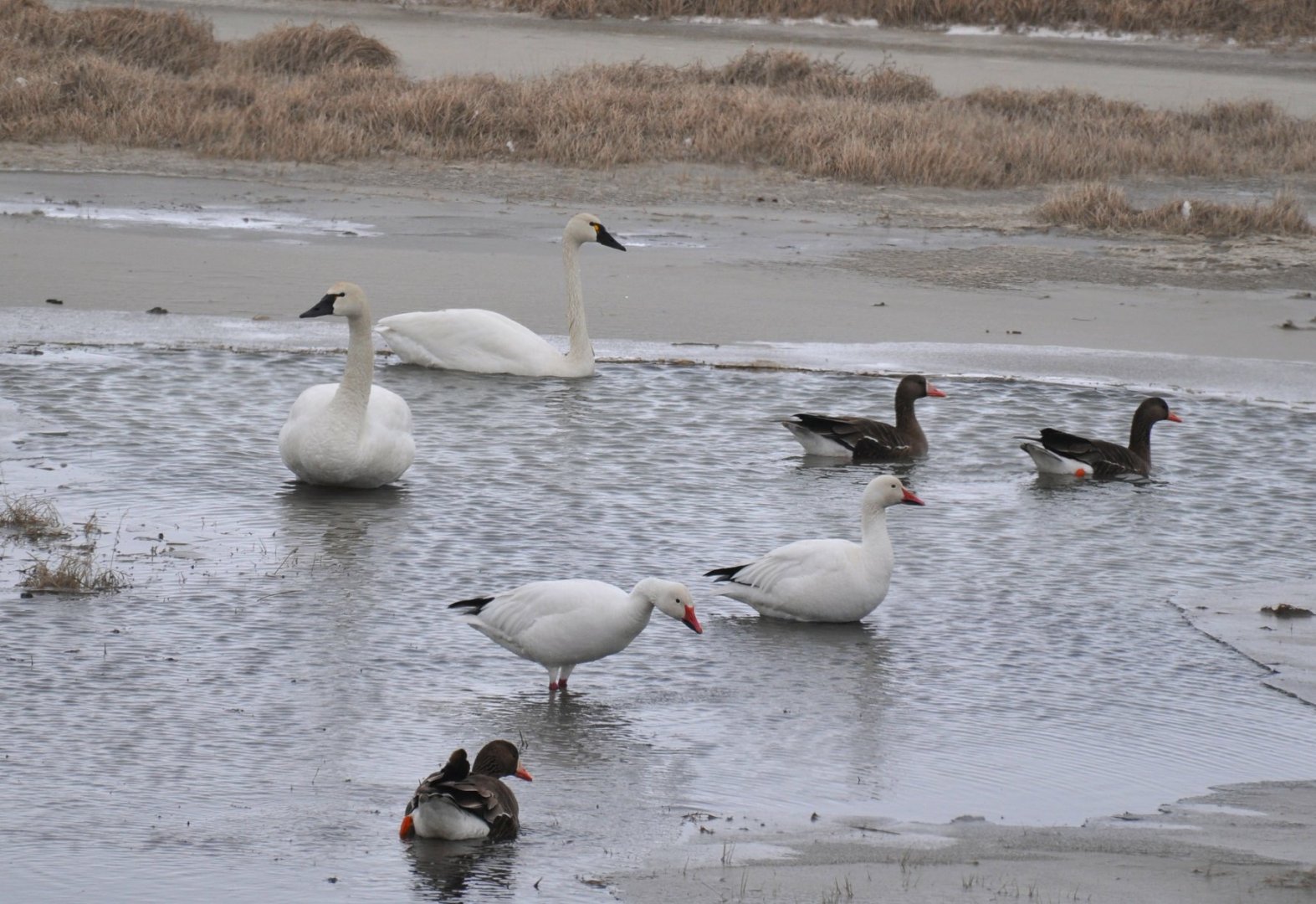 Tundra Swans, Snow Geese, Greater White-fronted Geese - Alaska