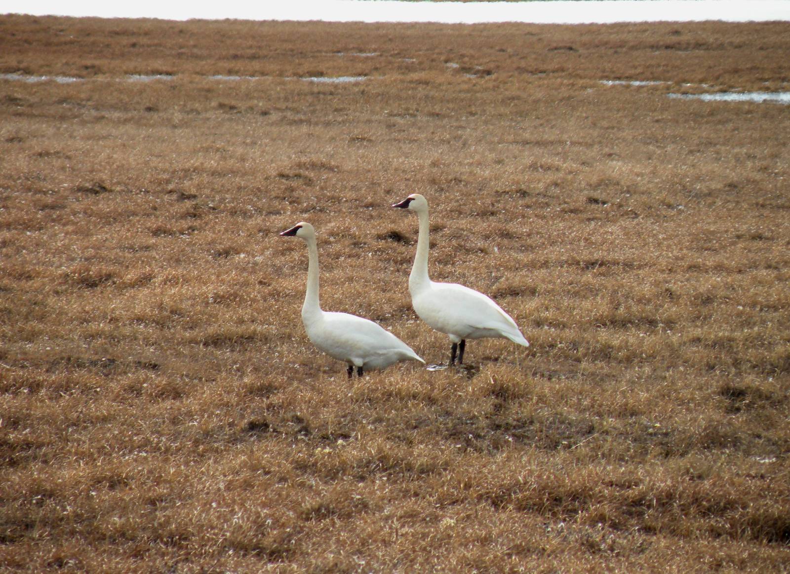 Tundra Swans