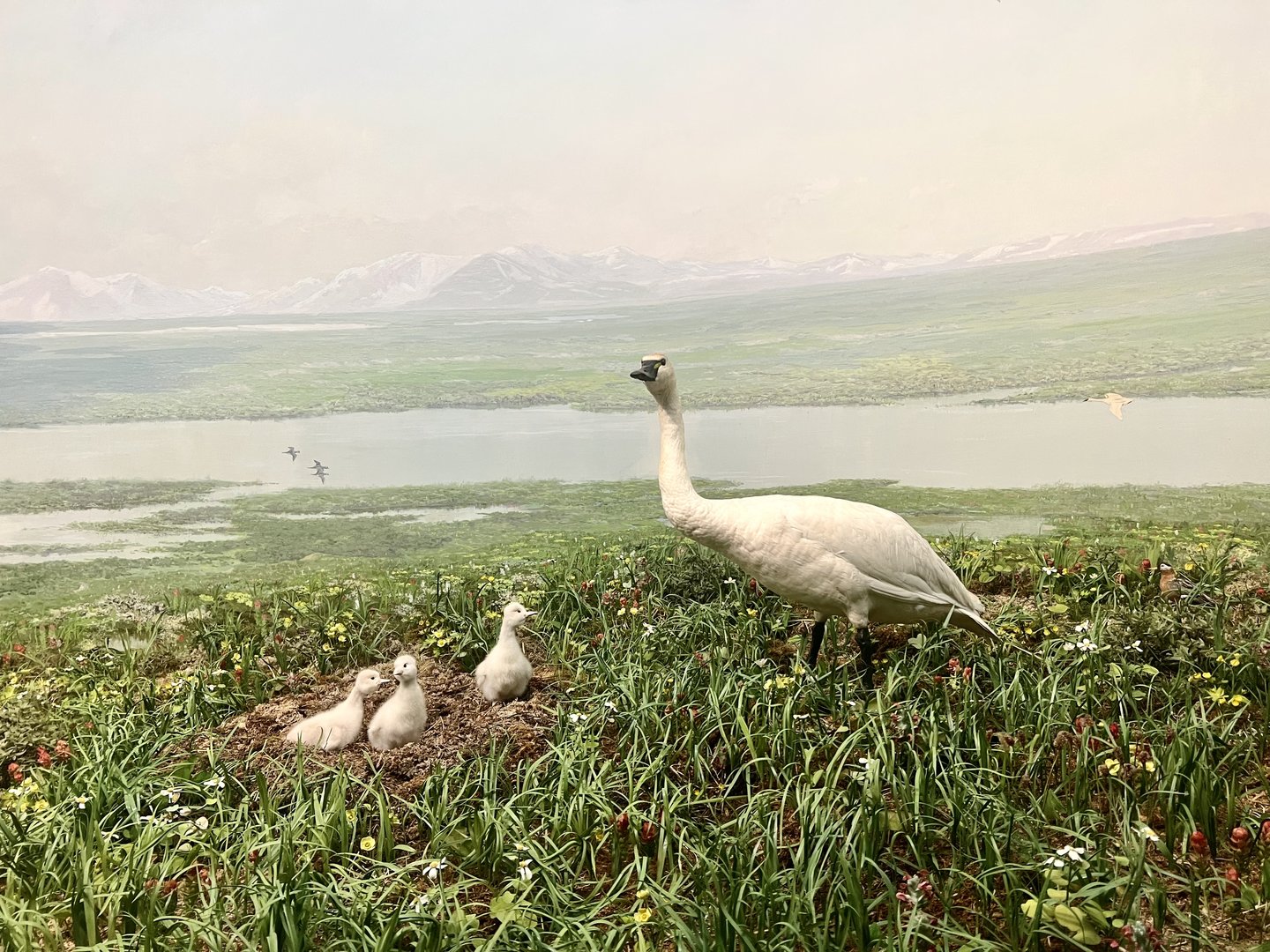Tundra Swans