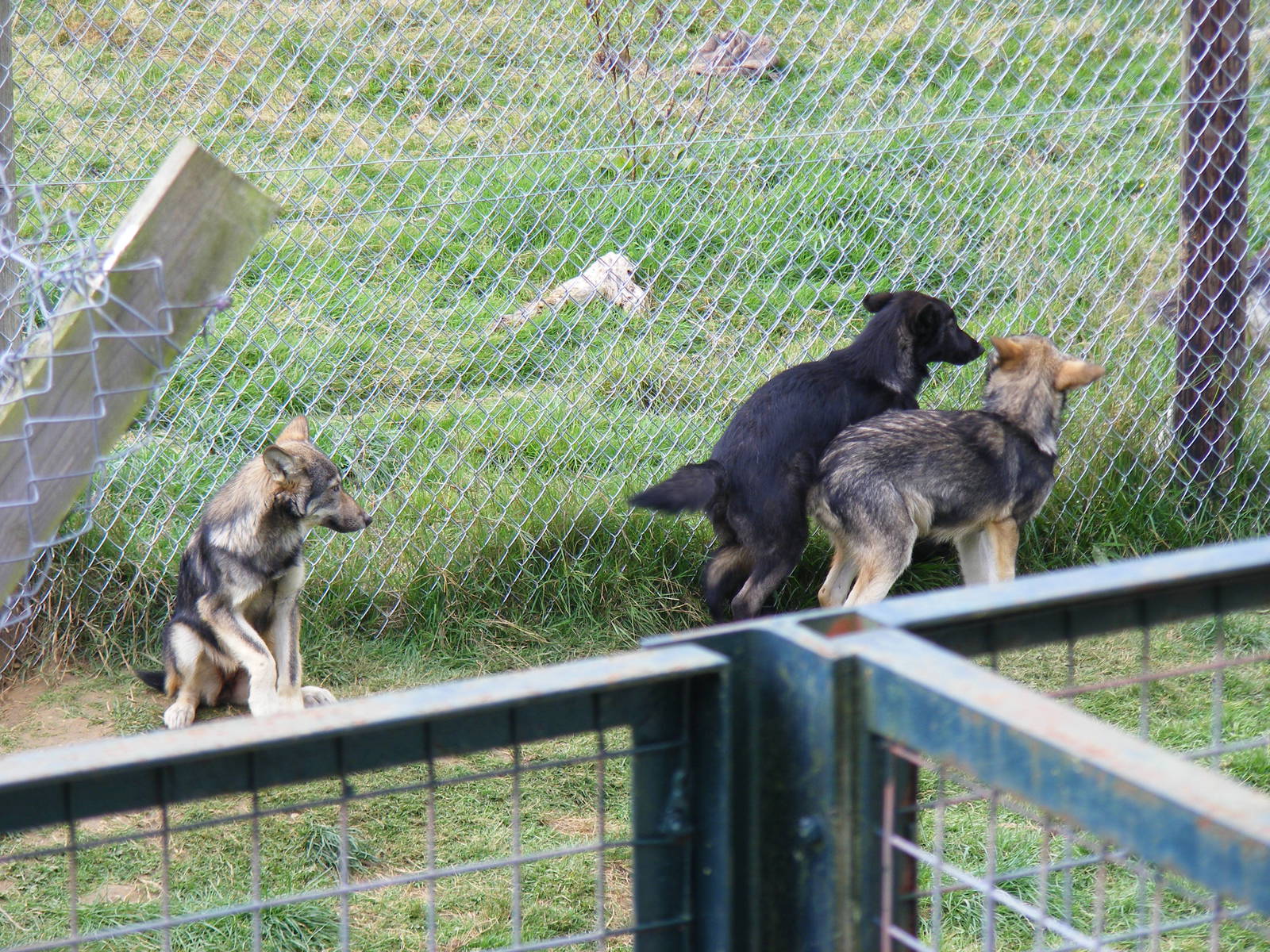 Tundra, Tala and Nuka the wolf cubs at UK Wolf Conservation Trust on 29 Aug