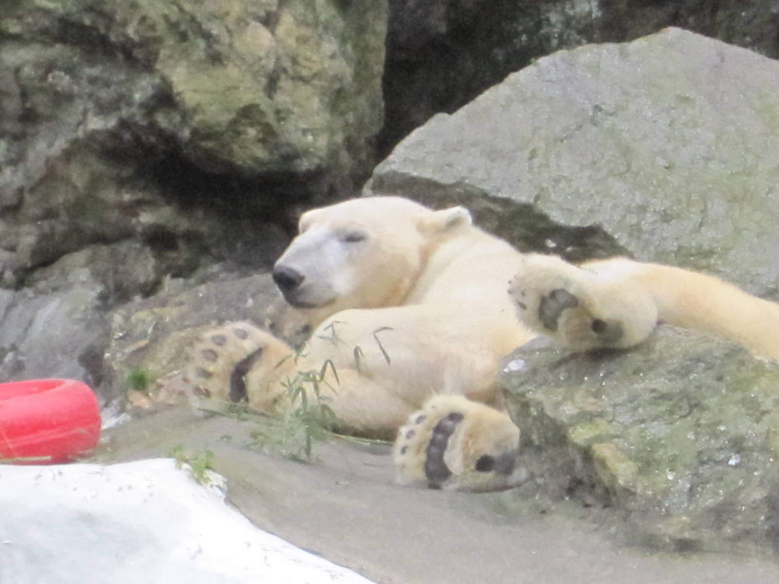 Tundra the Polar Bear