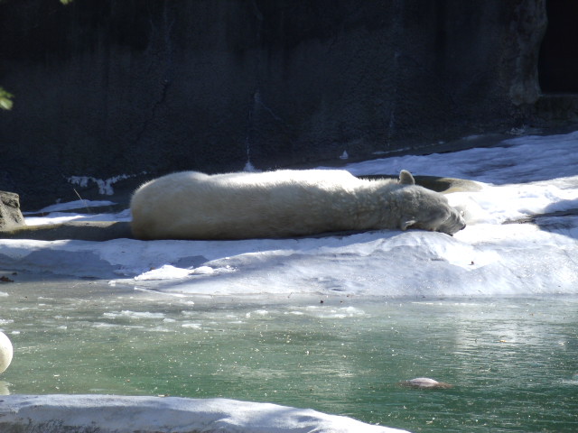 Tundra the Polar Bear