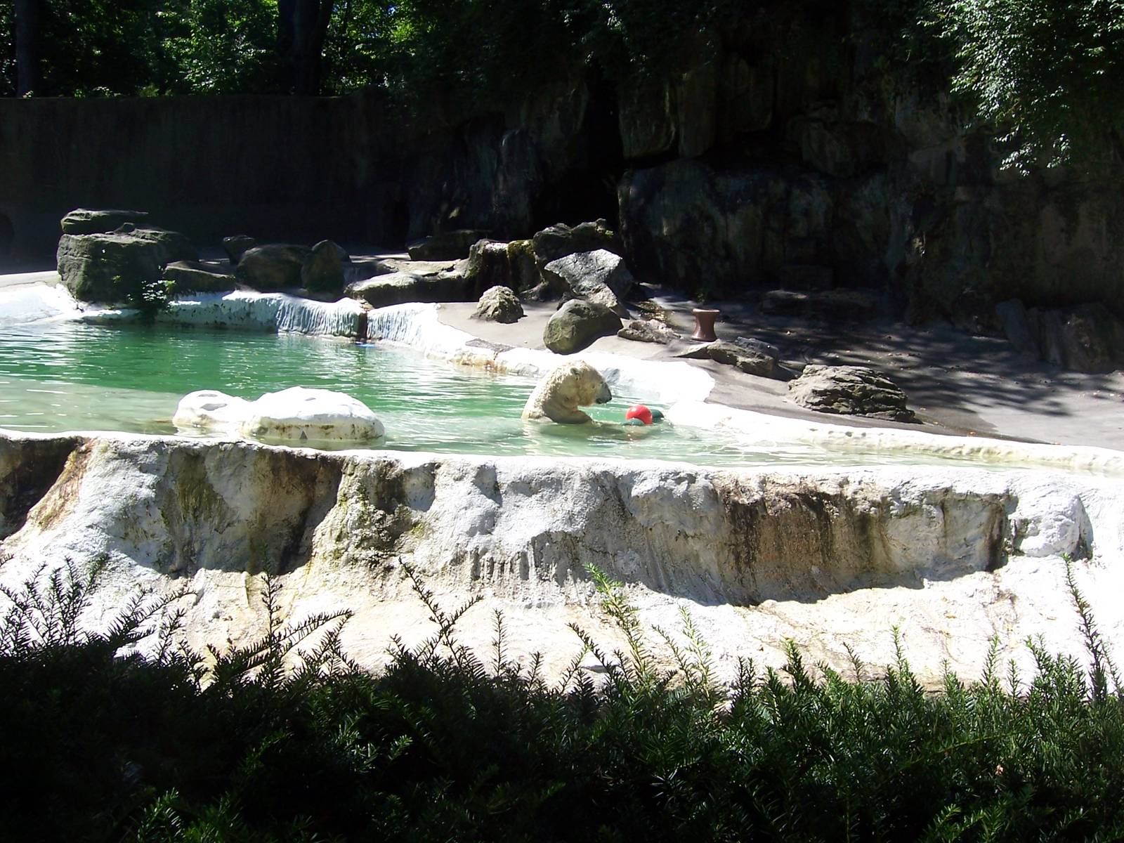 Tundra the polar bear.