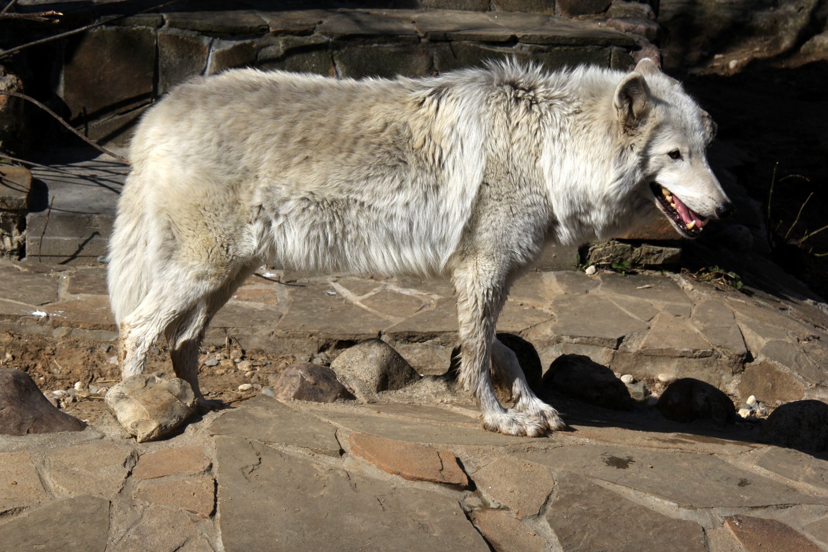 Tundra wolf (Canis lupus albus)