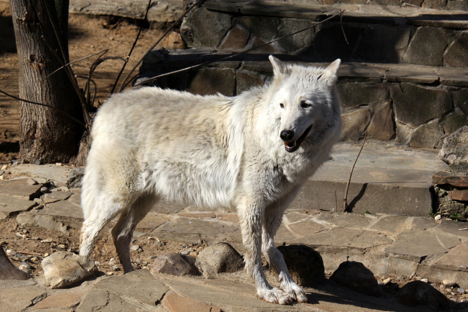 Tundra wolf (Canis lupus albus)