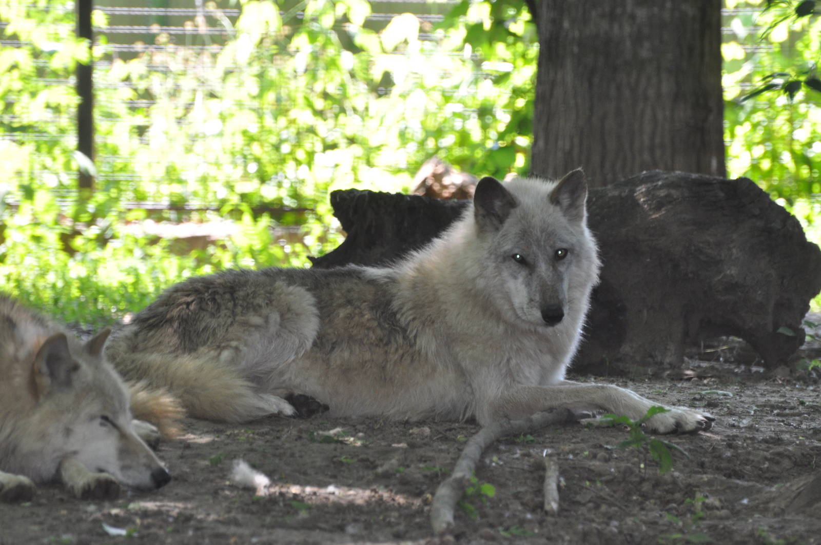 Tundra wolf/ Canis lupus tundrarum