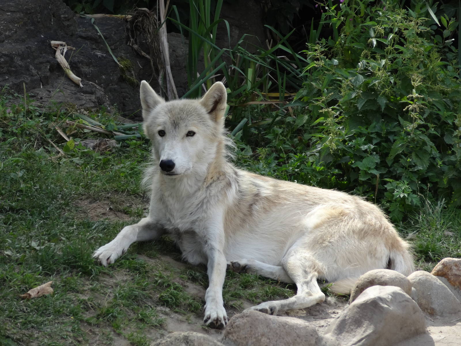 Tundra wolf