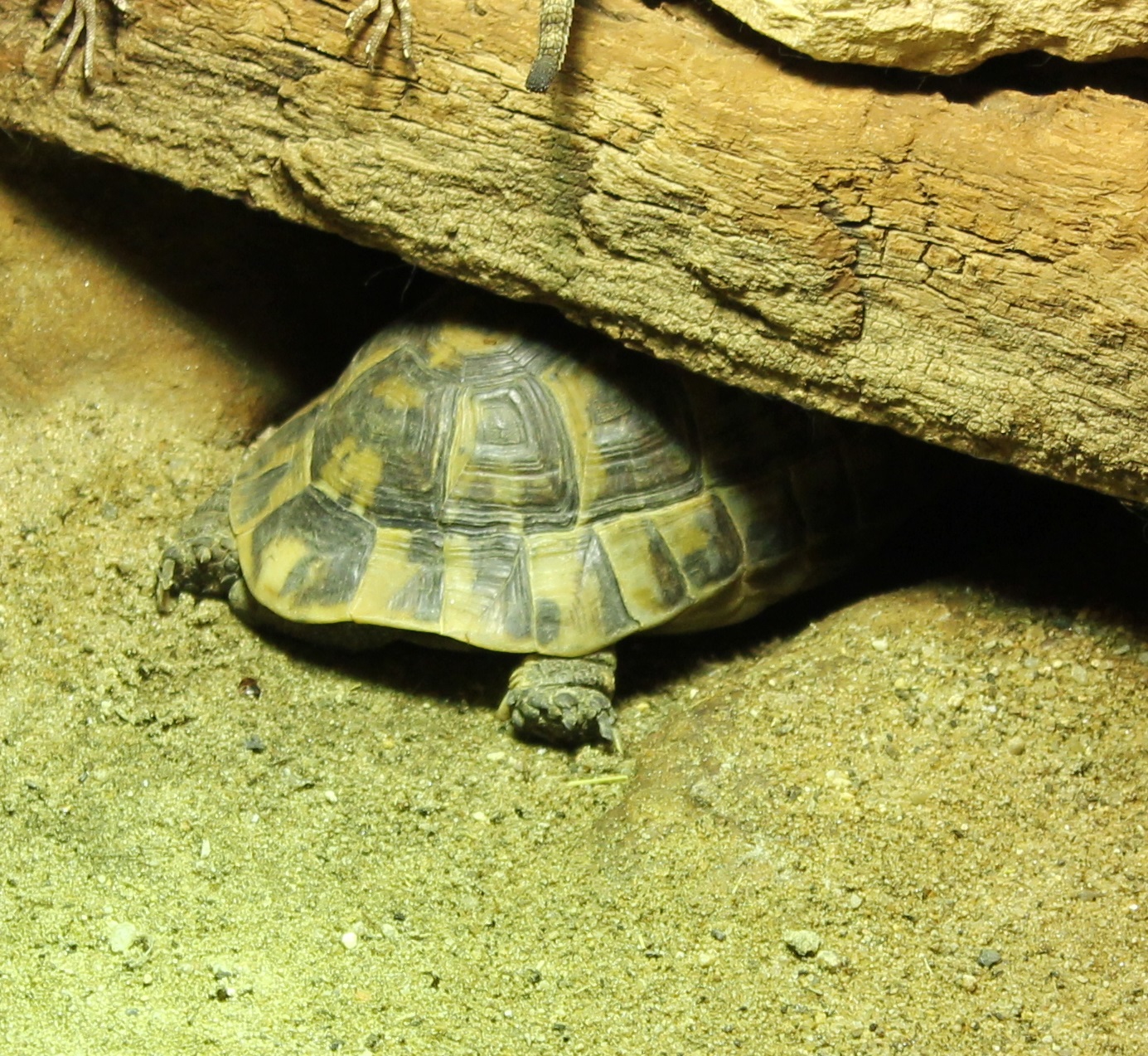 Tunesian spur-thighted tortoise hidding