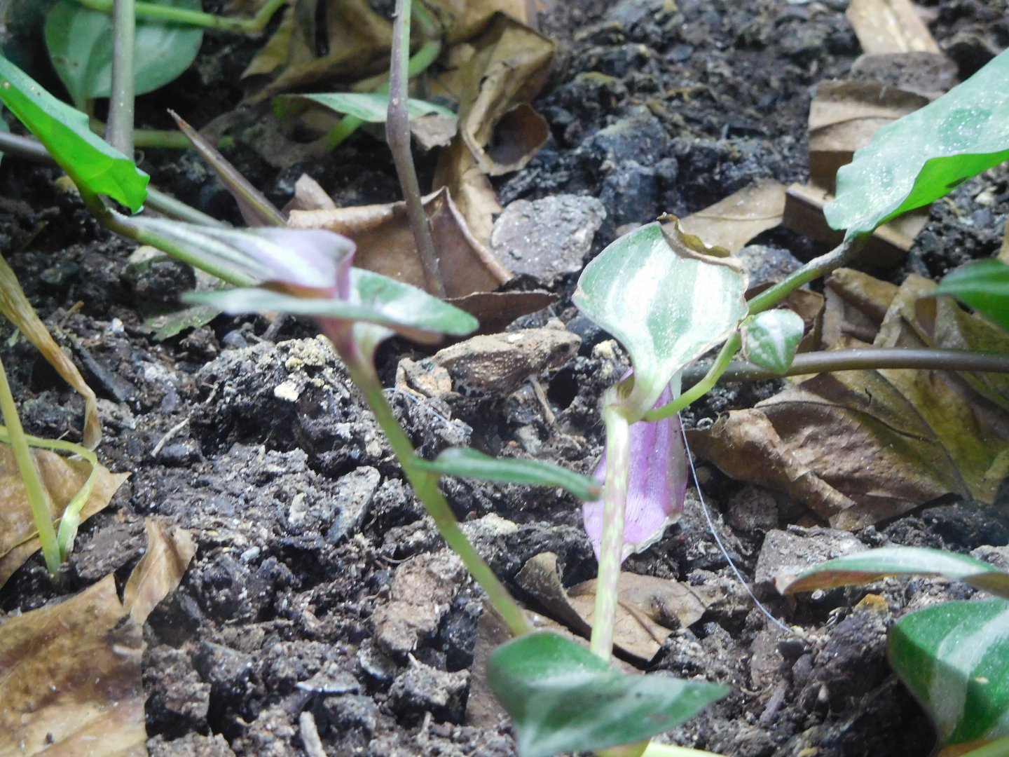 Tungara frog (Physalaemus pustulosus)